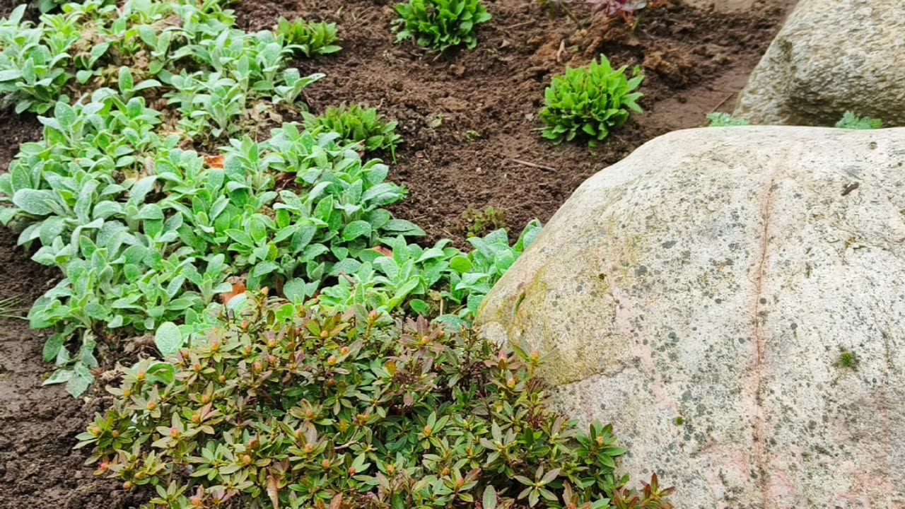 How To Place Plants Like a Gardener