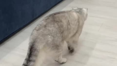 Cat😺