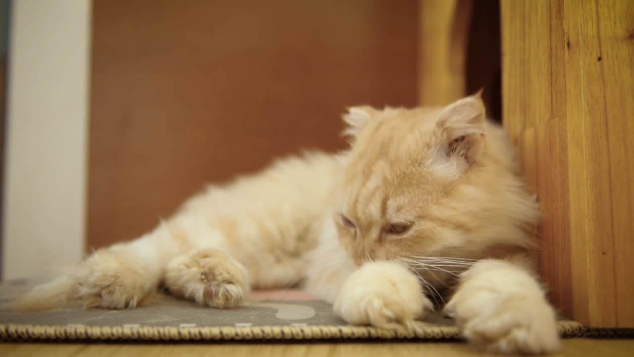 Sleepy Ginger Cat Relaxing in Its Cozy Corner