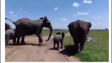 An elephants herd loudly celebrating after the arrival of the newborn baby