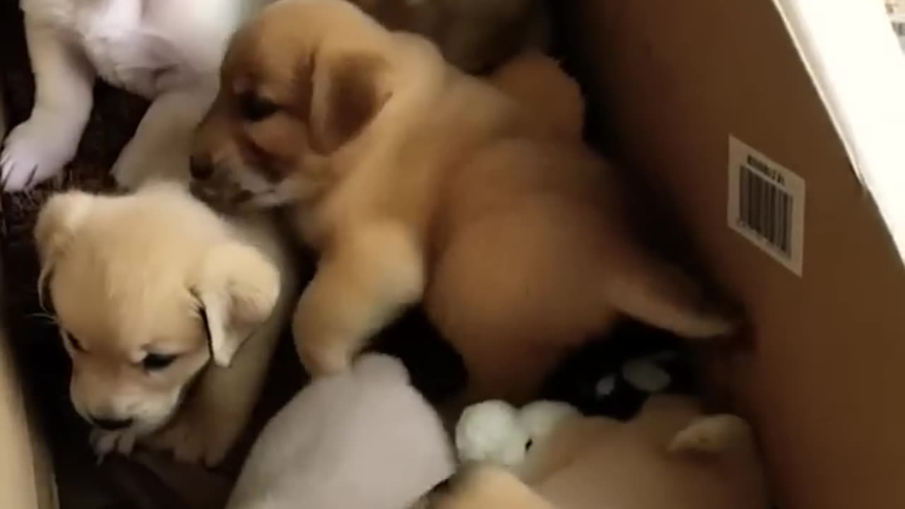 Cute Puppies