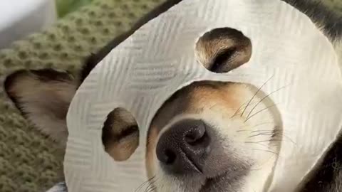 Pampered Pup