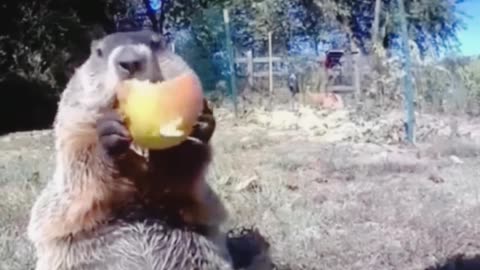 He steals a farmer's field and eats it in front of the camera.