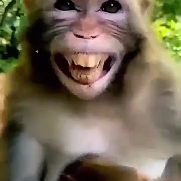 Funny animal reaction