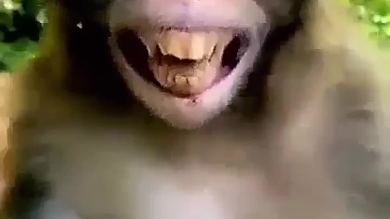 Funny animal reaction