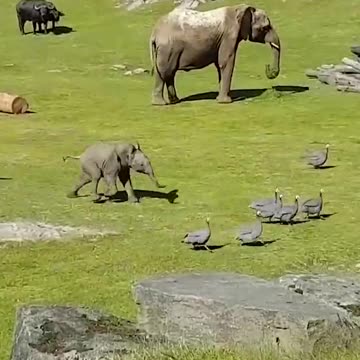 Baby elephant chasing birds.. 😊