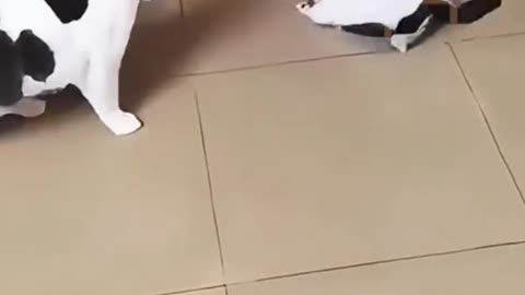 Funny animals video
