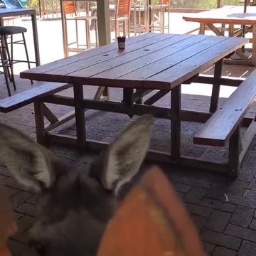 Kangaroo diaries only in Australia 🇦🇺