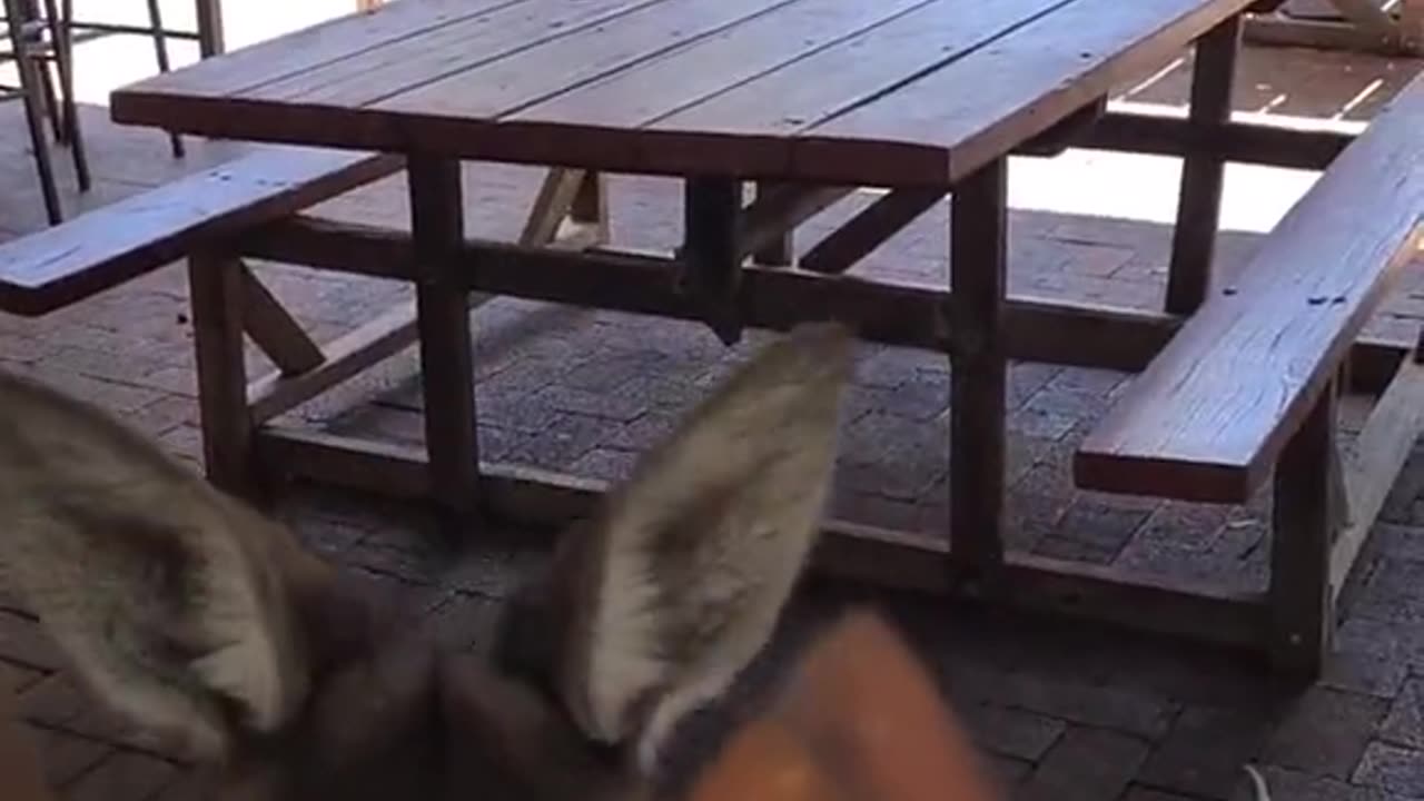 Kangaroo diaries only in Australia 🇦🇺