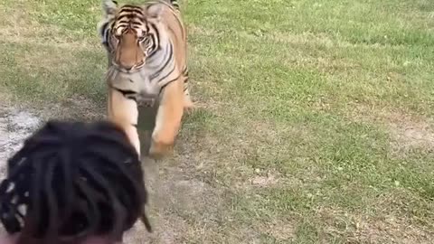 Man and Tiger Become Best Friends