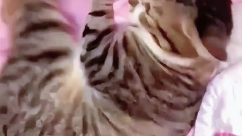 Is this a protest_ #cat _ Follow for more