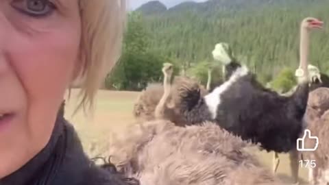 Heartbroken Farmer Speaks Out After Court Orders Culling of 400 Healthy Ostriches 🥺🦤