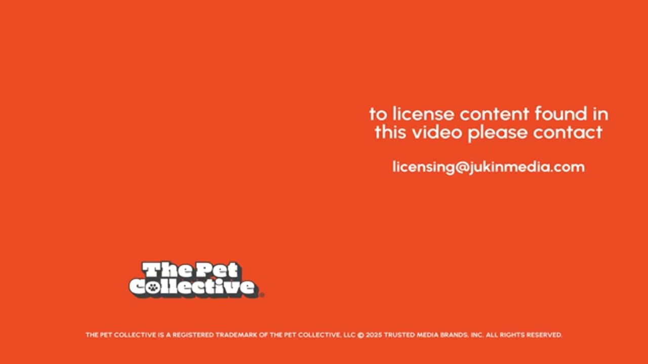 Funny animal video 2