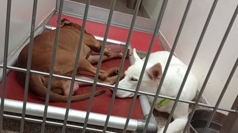 Oni-white 3y A789666 Macaroon 3y A877818 kennel 122 PACC shelter needs time 2 be ok by me20250817464