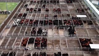 Argentine steak exports drop as strong peso inflates costs