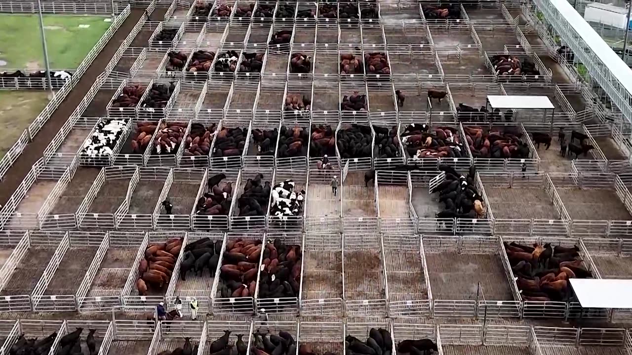 Argentine steak exports drop as strong peso inflates costs