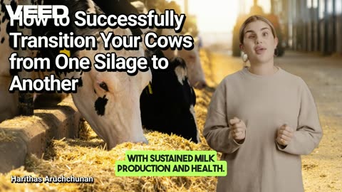 Mastering the Art of Silage Transition for Healthy, High Producing Dairy Cows