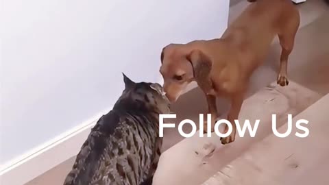 When you're scared #cat #dog #cat #jdvb #shorts