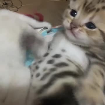 Mom keeping the peace