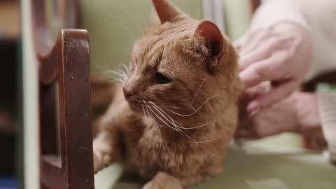 Cute Animal Ep92