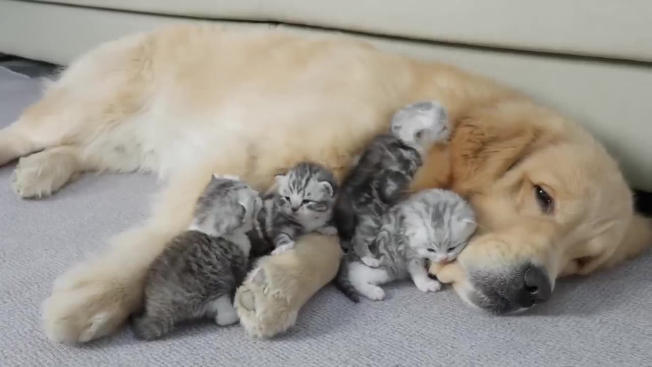 Mama Cat Takes Back Crying Kitten From Toddler