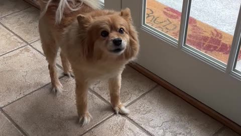 Barking Pomeranian Skedaddles to Front Door