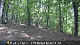 The Woods – 07/05/2025