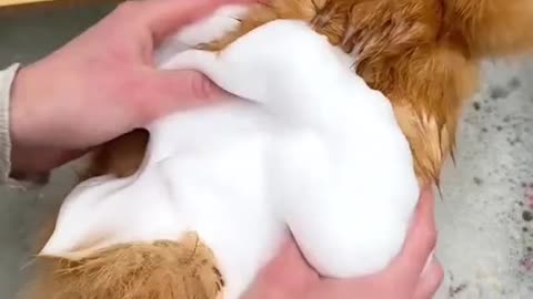 Chicken Spa