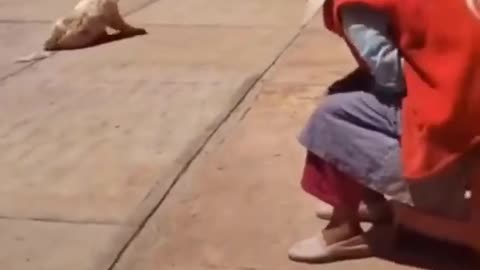 funny video pets