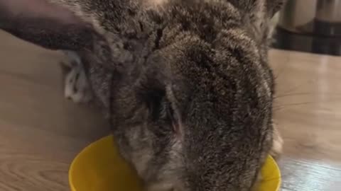 how the guy ended up with a pet rabbit