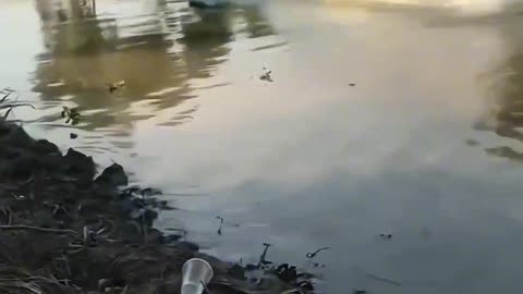 Which of the Thai speedboats and Dafei is stronger?