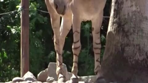 Somali donkey