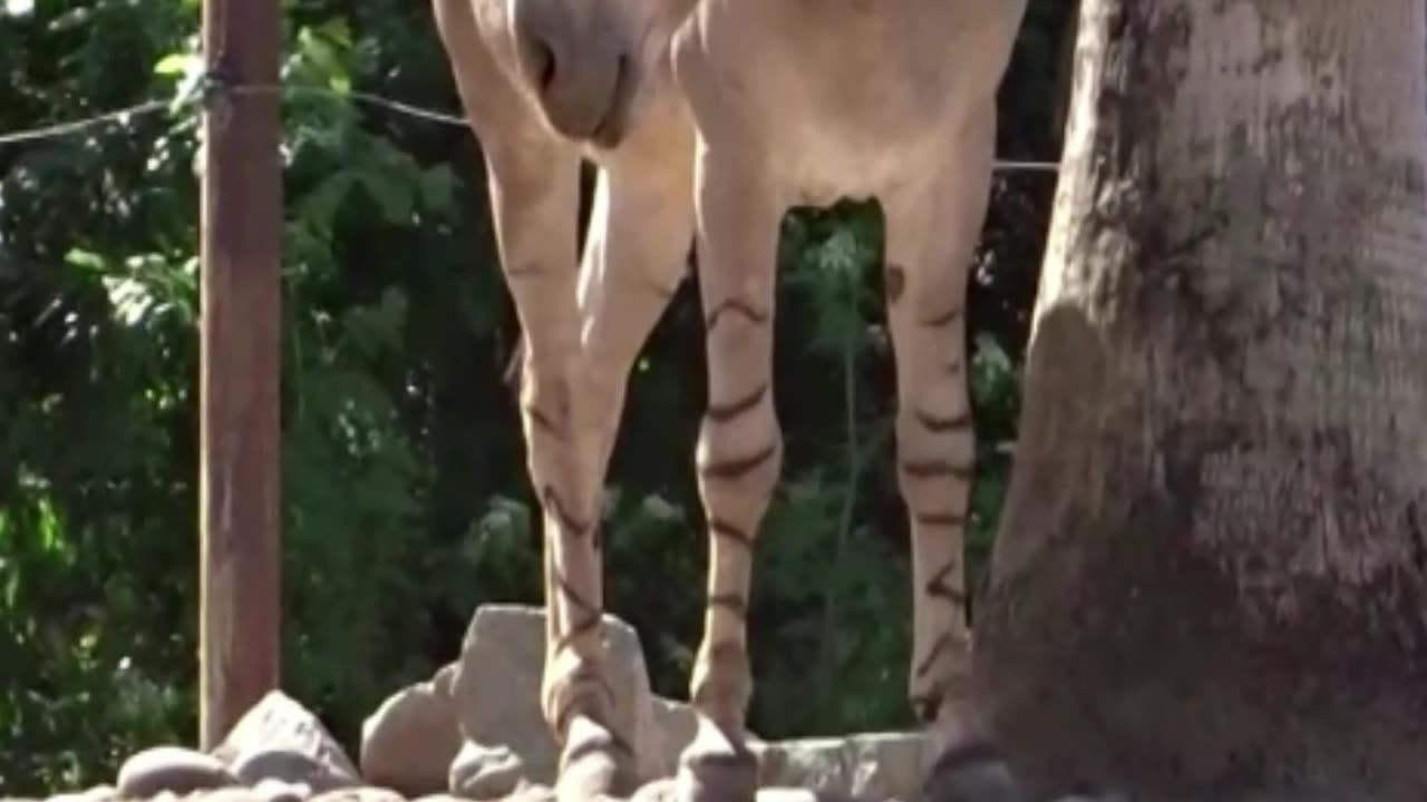 Somali donkey