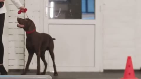 Pitt bull jumping.