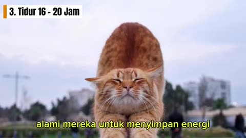 10 Unique Cat Facts || Cat Lovers Must Watch This Video!
