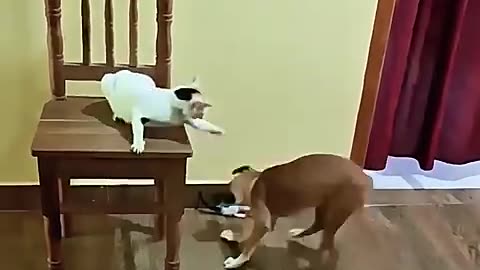 Dog vs mother cat
