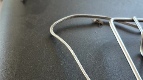 Spider Stalks a Fly and Husband Is Dehydrated