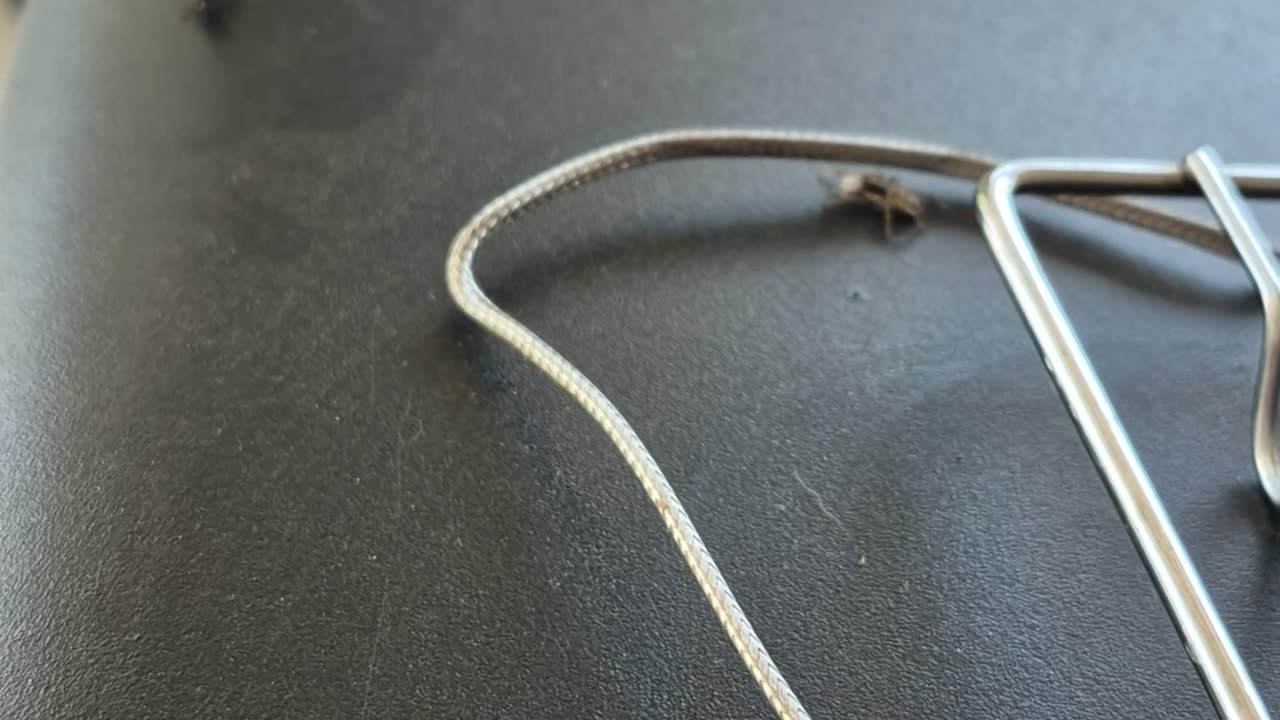 Spider Stalks a Fly and Husband Is Dehydrated