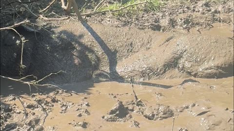 Pigs Delight In Warm Mud Bath