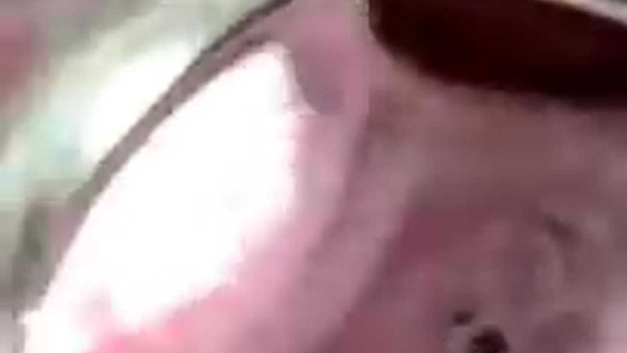 "Only Beef, Salt & Water?! Jordan Peterson Shocks Joe Rogan #shorts"