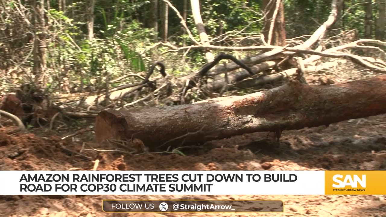 [2025-03-13] Amazon rainforest trees cut down to build road for COP30 climate summit