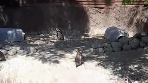 penguins
