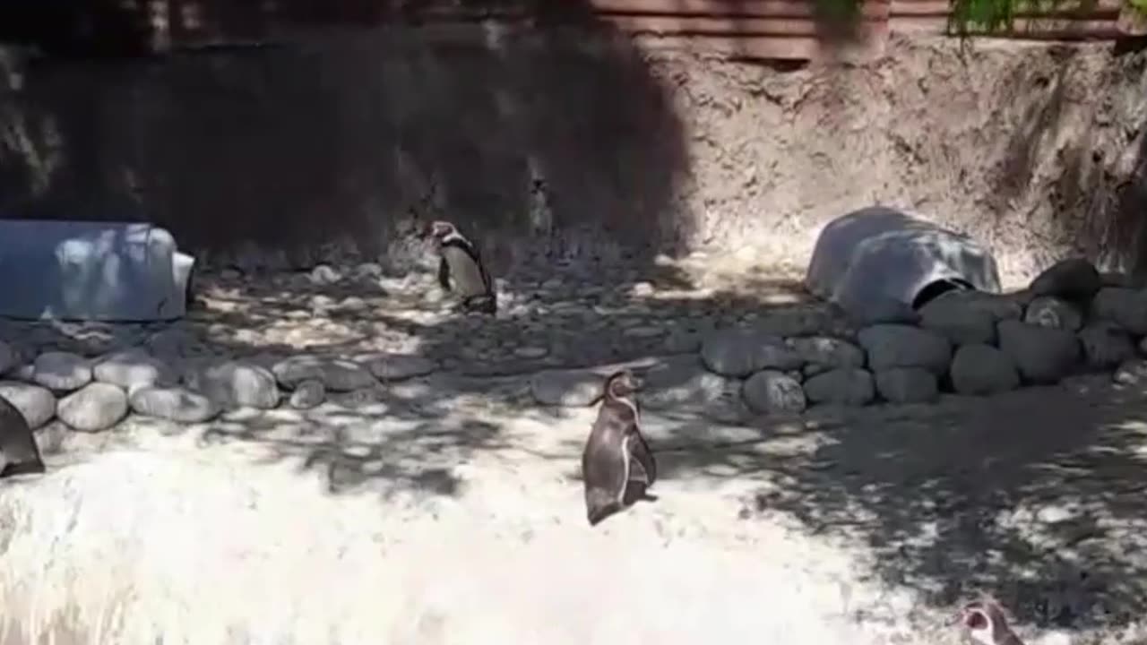 penguins