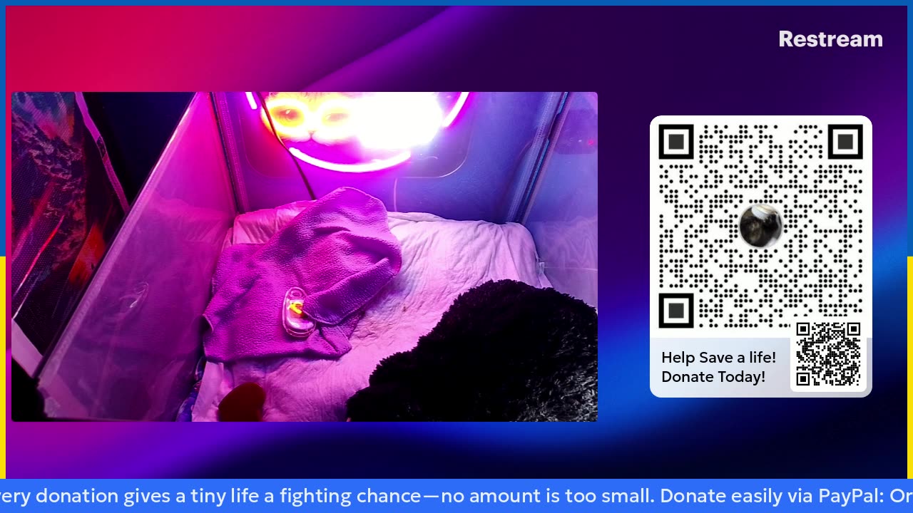 kitten Ninja is live