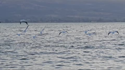 . "Peaceful Moments by the River: Birds in Graceful Flight"