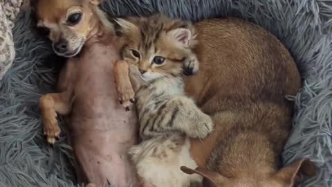 Chihuahuas and the kitten's little cuddle time