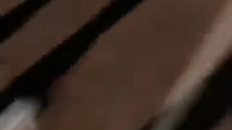 Funniest Cats And Dogs videos 🐶🐱