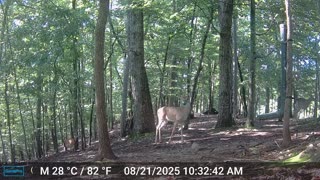 The Woods – 08/22/2025