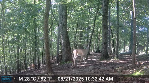 The Woods – 08/22/2025