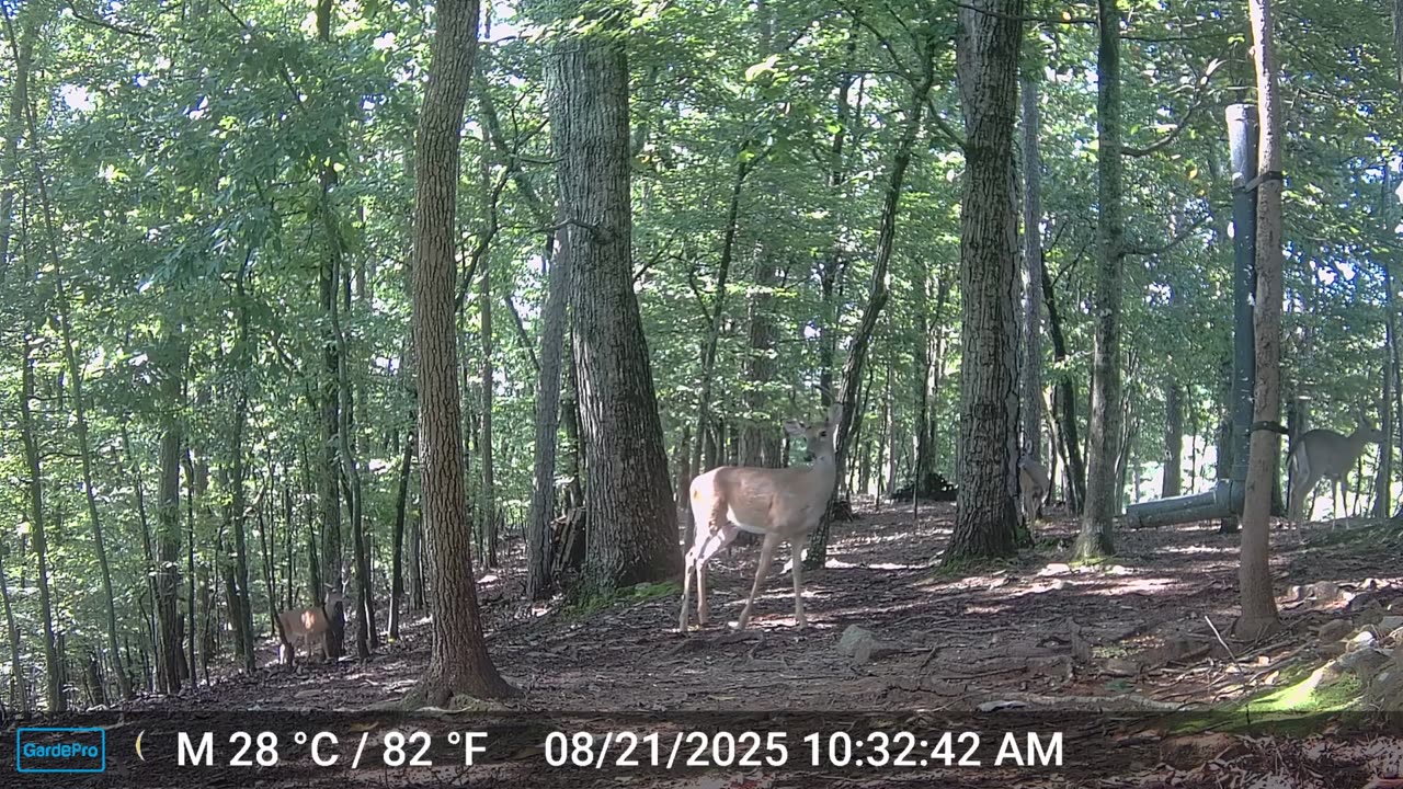 The Woods – 08/22/2025